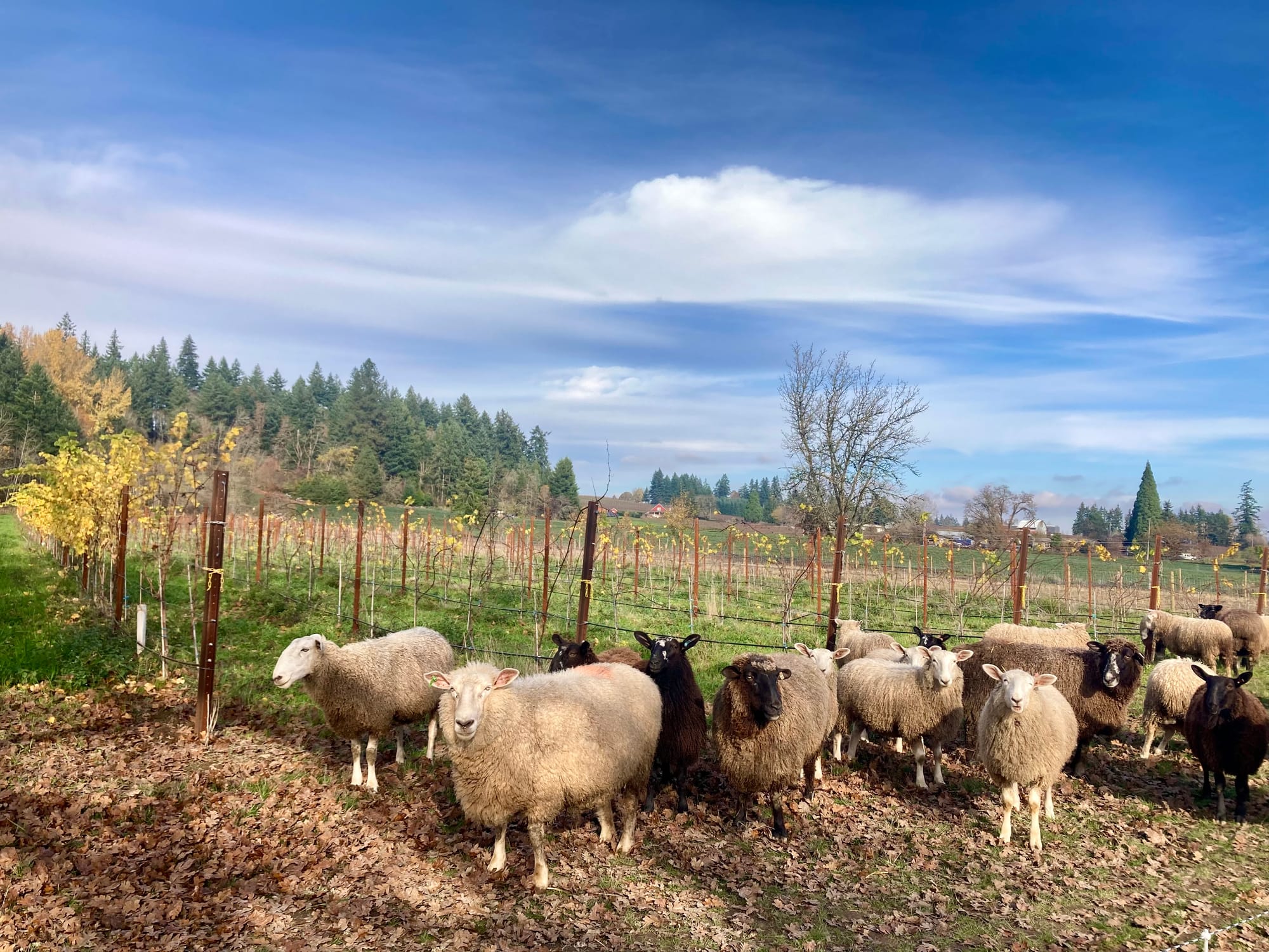 Vintage: Willamette Valley