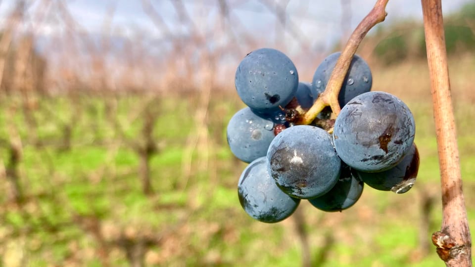 A bunch of deep purple grapes hangs from a bare winter vine in a Willamette Valley vineyard. 